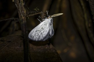 Hairy white moth, moth on a stem, at night in the tropical rainforest, Refugio Nacional de Vida