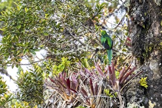 Resplendent quetzals (Pharomachrus mocinno) sitting on a tree in the cloud forest, Parque Nacional