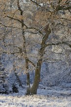 Winter landscape, hoarfrost on oak trees (Quercus) with autumn leaves, Arnsberg Forest nature park