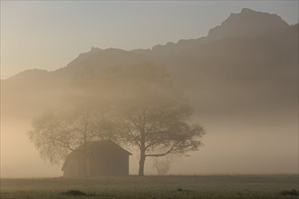 Wooden hut and trees in the fog in front of mountains, morning light, view of Benediktenwand,