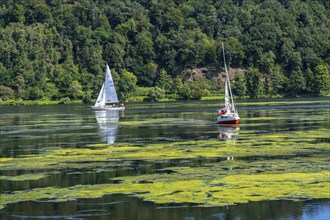 Green carpet of plants on Lake Baldeney in Essen, proliferating aquatic plant Elodea, waterweed, an