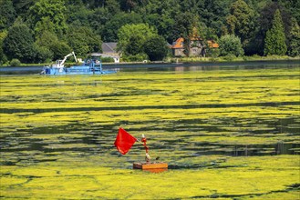 Mowing boat Nimmersatt, of the Ruhrverband, tries to keep the green plant carpet on the Lake