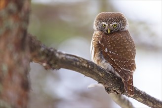 Pygmy owl (Glaucidium passerinum), Luce, Mountain area, Luce, Styria, Slovenia, Europe