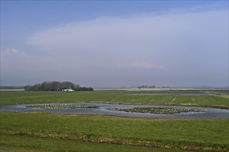 Black-headed gulls (Larus ridibundus), foraging at a pond, Texel, West Frisian Island, Province of