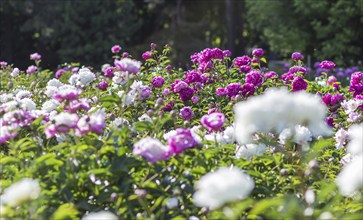 Pink peony flower field in a botanical garden