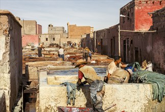 Traditional tannery with dyeing vats for animal skins, Marrakech, Morocco, Africa