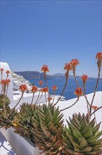 Fynbos aloe (Aloe succotrina), Oía, Santorini, Cyclades, Greece, Europe