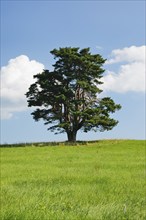 Old pine tree in Oberägeri, Canton Zug, Switzerland, Europe