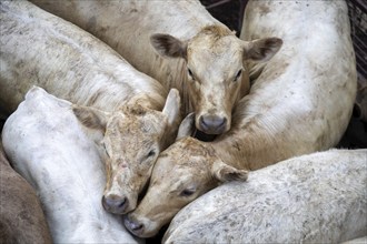 Oklahoma City, Oklahoma, Cattle in a pen awaiting auction at the Oklahoma National Stockyards.