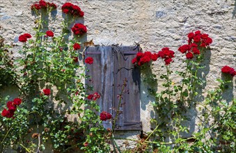 Window and Shutter on a Rustic Hut with Rose Flowers in Lugano, Ticino, Switzerland, Europe