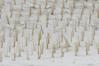 Planted marram grass (Ammophila) for dune protection, beach, Baltic Sea, Germany, Europe