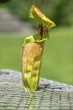 Green pitcherplant (Sarracenia oreophila), Botanical Garden, Erlangen, Middle Franconia, Bavaria,