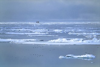 Ship traveling at the horizon at Arctic Ocean among melting ice floes in low light at a summer