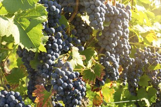 Ripe Dornfelder grapes in the Palatinate. The 2023 vintage is exceptionally good