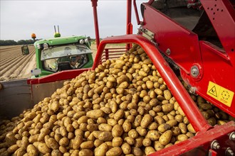 Agriculture harvesting of table potatoes in Mutterstadt, Palatinate