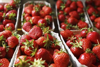 Fresh strawberries in the shop