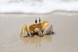 Horn-eyed Ghost crab (Ocypode brevicornis) at Marari Beach or beach, Mararikulam, Alappuzha