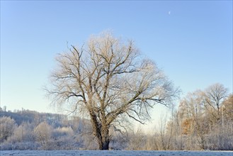 Solitary tree, willow (Salix) with hoarfrost, blue sky, North Rhine-Westphalia, Germany, Europe