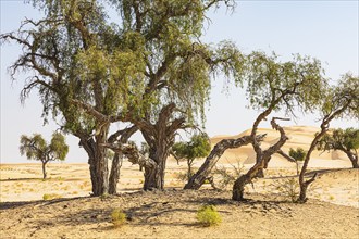 Trees with gnarled bark in a sandy plain of the Rub al Khali desert, Dhofar province, Arabian