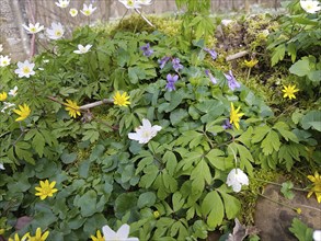 Forest flowers, white wood anemone (Anamone nemorosa) yellow lesser celandine (Ficaria verna)