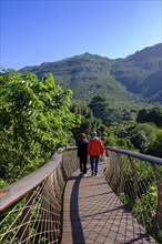 Visitors on the Boomslang Canopy Trail, Kirstenbosch Tree Canopy Walkway, Kirstenbosch Botanical