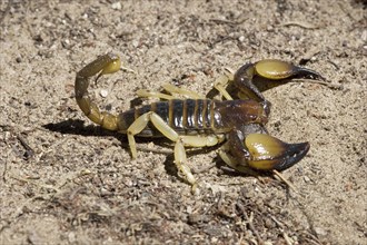 Smooth-headed grave scorpion, (genus Opisthophhalmus), in defence position, Etosha NP, Namibia,