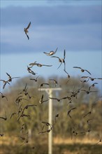 Peregrine Falcon (Falco peregrinus) during an attack on Eurasian Wigeon (Mareca penelope) ducks