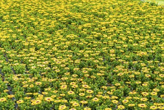 Horticultural business, greenhouse, flower pots with Kapmargerites, Osteospermum, grow up,