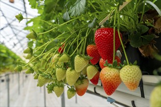 Strawberry cultivation in a greenhouse, strawberry plants with berries at different stages of