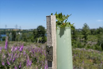 Reforestation in the Arnsberg forest above the Möhnesee, Soest district, citizen forest project,