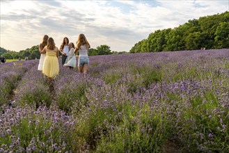 Lavender fields in East Westphalia Lippe, OWL, near the village of Fromhausen, near Detmold, the