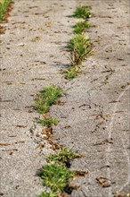 Old road, road surface, asphalt, crack in the carriageway, grass growing out of the gap