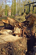 Europe, Germany, Lower Saxony, tree stump, tree felling, hollow, diseased tree, Hamburg, Hamburg,