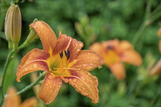 Daylilies (Hemerocallis) with raindrops, North Rhine-Westphalia, Germany, Europe