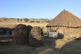 Europia district, small farm and two piles of cow dung, Ethiopia, Africa