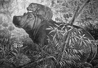 Hippopotamus with young in East Africa, Historical, digitally restored reproduction from a 19th