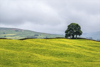 Farms in Yorkshire Dales National Park, North Yorkshire, England, United Kingdom, Europe