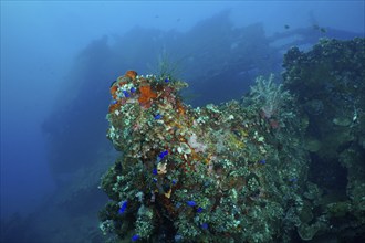 A shipwreck overgrown with coral, nestled in the calm blue depths of the ocean, dive site wreck of