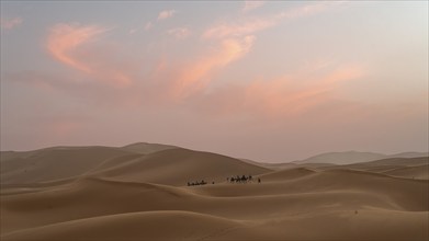 Sunset in the desert, camels and tourists, dunes, Erg Chebbi, Sahara, Merzouga, Morocco, Africa