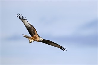 Red Kite, Red Kite, Montagu's Harrier, Montagu's Harrier (Milvus milvus), in flight, Canton Aargau,