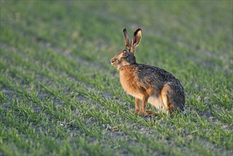 European hare (Lepus europaeus), sitting in meadow, Lake Neusiedl National Park, Seewinkel,