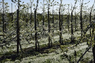 Europe, Germany, Hamburg metropolitan region, Altes Land near Hamburg, fruit growing, irrigation