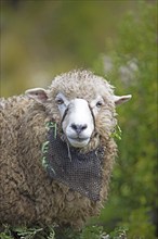 Peruvian sheep, portrait, Chuicuito peninsula on Lake Titicaca, Puno province, Peru, South America