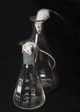 Two small white laboratory mice in the flask and on the another flask