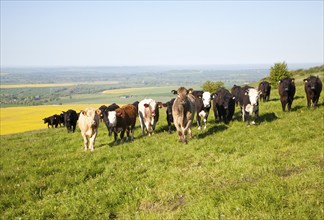 A line of bullocks standing on chalk downland on Milk Hill, Alton Barnes, Wiltshire, England,