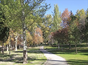 Path though trees in autumn leaf colour, El Retiro park, Madrid, Spain, Europe