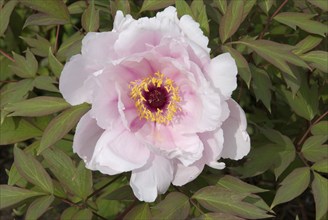 Peony, Grugapark Essen, North Rhine-Westphalia, Germany, Europe