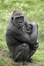 Gorilla, mother with baby