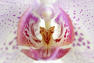 Butterfly orchid (Phalaenopsis), detail of the flower, houseplant, North Rhine-Westphalia, Germany,