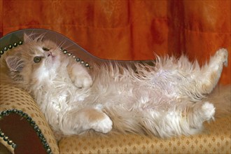 Persian cat, long-haired cat, lying on back, sofa